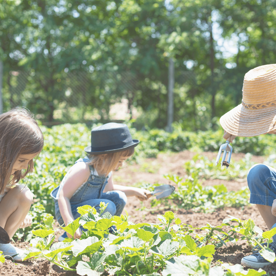 Des enfants qui jardinent dans le potager